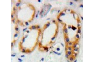 IHC-P analysis of Kidney tissue, with DAB staining. (PRNP anticorps  (AA 23-230))