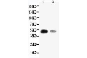 Anti-KLF8 antibody, Western blotting Lane 1: SMMC Cell Lysate Lane 2: 293T Cell Lysate (KLF8 anticorps  (N-Term))