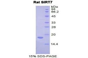 SDS-PAGE (SDS) image for Sirtuin 7 (SIRT7) (AA 135-274) protein (His tag) (ABIN2122101) (SIRT7 Protein (AA 135-274) (His tag))