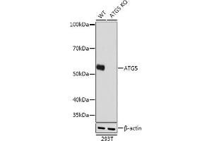Western blot analysis of extracts from wild type (WT) and  knockout (KO) 293T cells, using  antibody (ABIN7265710) at 1:1000 dilution. (ATG5 anticorps)