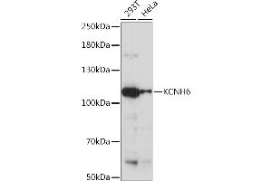 Western blot analysis of extracts of various cell lines, using KCNH6 Rabbit pAb (ABIN7269490) at 1:1000 dilution. (KCNH6 anticorps  (AA 70-220))