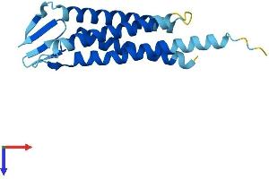 Claudin Domain Containing 2 (CLDND2) (AA 1-167) protein (His tag)