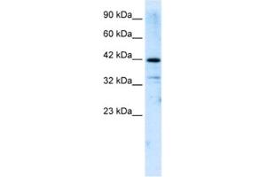 Western Blotting (WB) image for anti-Zinc Finger and SCAN Domain Containing 31 (ZSCAN31) antibody (ABIN2461279) (Zinc Finger and SCAN Domain Containing 31 (ZSCAN31) anticorps)