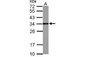 WB Image Sample (30 ug of whole cell lysate) A: PC-12 12% SDS PAGE antibody diluted at 1:2000 (PSME3 anticorps)