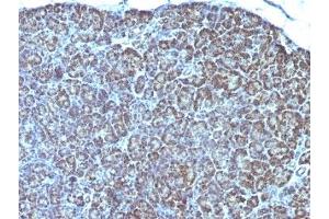 Formalin-fixed, paraffin-embedded human pancreas stained with anti-Mitochondrial antibody (AE-1). (GFM1 anticorps)