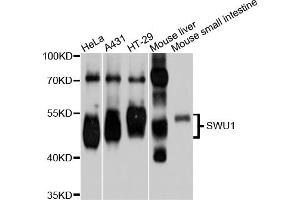 Western blot analysis of extracts of various cell lines, using SMU1 antibody. (SMU1 anticorps)