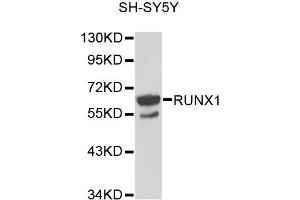 Western blot analysis of extracts of SH-SY5Y cells, using RUNX1 antibody (ABIN5971086) at 1/1000 dilution. (RUNX1 anticorps)