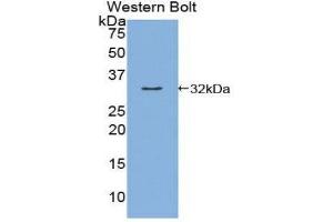 Western Blotting (WB) image for anti-Kallikrein 9 (KLK9) (AA 1-254) antibody (ABIN1859561) (Kallikrein 9 anticorps  (AA 1-254))
