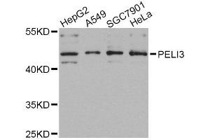 Western blot analysis of extracts of various cell lines, using PELI3 Antibody (ABIN6003707) at 1/1000 dilution. (Pellino 3 anticorps)