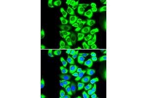Immunofluorescence (IF) image for anti-Ribosomal Protein S3A (RPS3A) antibody (ABIN1980252) (RPS3A anticorps)