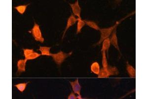 Immunofluorescence analysis of NIH-3T3 cells using CACYBP Polyclonal Antibody at dilution of 1:100.