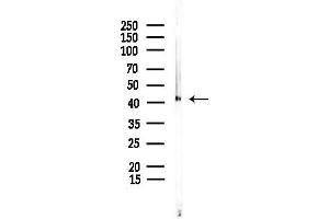 anti-Olfactory Receptor 2B2 (OR2B2) (Internal Region) antibody
