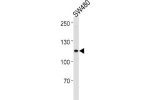 Western Blotting (WB) image for anti-Mismatch Repair Protein 2 (MSH2) antibody (ABIN2996263)