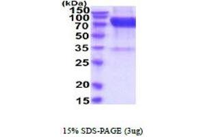 SDS-PAGE (SDS) image for Interleukin 23 Receptor (IL23R) (AA 24-355) protein (hIgG-His-tag) (ABIN5854679)