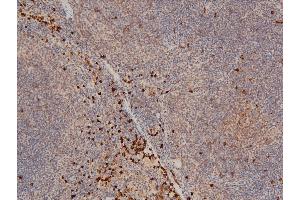 ABIN6267554 at 1/100 staining mouse splenic tissue sections by IHC-P.