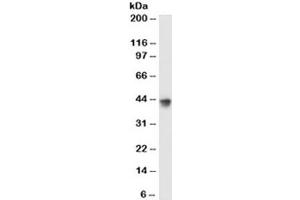Western blot testing of MCF7 cell lysate with Lactadherin antibody (clone EDM45). (MFGE8 anticorps)