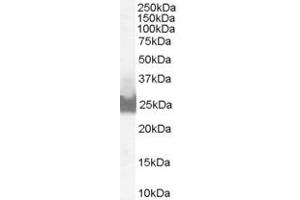 anti-Apolipoprotein L Domain Containing 1 (APOLD1) (C-Term) antibody