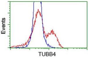 HEK293T cells transfected with either RC203945 overexpress plasmid (Red) or empty vector control plasmid (Blue) were immunostained by anti-TUBB4 antibody (ABIN2454748), and then analyzed by flow cytometry. (TUBB4 anticorps)