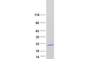 Validation with Western Blot