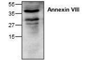 Image no. 1 for anti-Annexin A8 (ANXA8) antibody (ABIN127268) (Annexin VIII anticorps)