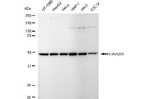 Western blotting analysis using HAVCR1 antibody (ABIN7798889).