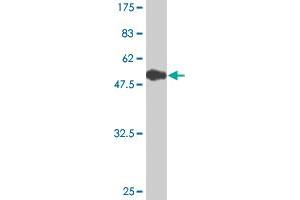Western Blot detection against Immunogen (55.