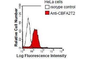 HeLa cells were fixed in 2% paraformaldehyde/PBS and then permeabilized in 90% methanol. (CBFA2T2 anticorps)