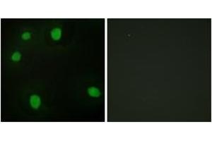 Immunofluorescence analysis of HepG2 cells, using MORF4L1 Antibody. (MORF4L1 anticorps  (AA 31-80))