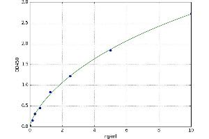 Ferrochelatase (FECH) ELISA Kit