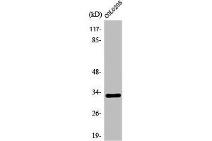 Western Blot analysis of COLO205 cells using Olfactory receptor 1B1 Polyclonal Antibody (OR1B1 anticorps  (Internal Region))