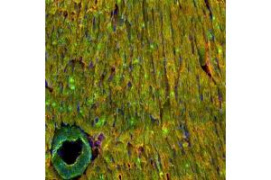 Immunohistochemical staining of perfusion-fixed frozen mouse heart section with Anti-Nav1.