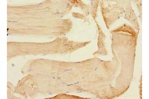 Immunohistochemistry of paraffin-embedded human skeletal muscle tissue using ABIN7160069 at dilution of 1:100
