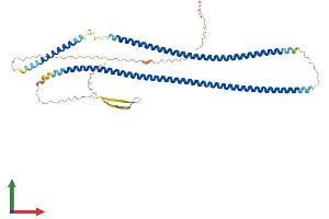 AlphaFold protein structure predicition of Human Recombinant KRT26 Protein, UniprotID Q7Z3Y9