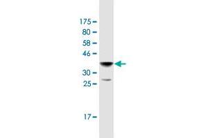 Western Blot detection against Immunogen (36.