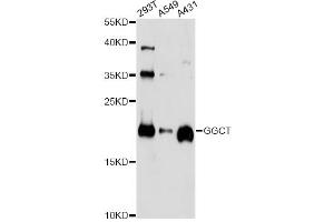 Western blot analysis of extracts of various cell lines, using GGCT antibody.