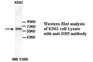 Image no. 1 for anti-Tumor Necrosis Factor Receptor Superfamily, Member 10b (TNFRSF10B) (Internal Region) antibody (ABIN791067) (TNFRSF10B anticorps  (Internal Region))