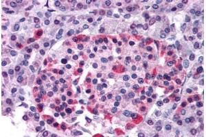 Human Pancreas (formalin-fixed, paraffin-embedded) stained with GPR81 antibody ABIN213368 at 20 ug/ml followed by biotinylated goat anti-rabbit IgG secondary antibody ABIN481713, alkaline phosphatase-streptavidin and chromogen. (GPR81 anticorps  (N-Term))