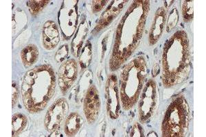 Image no. 1 for anti-Proteasome Subunit alpha 6 (PSMA6) antibody (ABIN1500463)