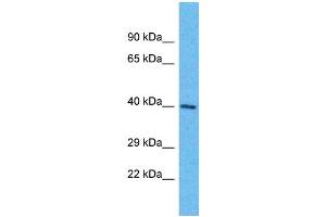 Western Blotting (WB) image for anti-Olfactory Receptor, Family 6, Subfamily K, Member 6 (OR6K6) (C-Term) antibody (ABIN2791765) (OR6K6 anticorps  (C-Term))
