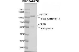 Recombinant PRC2 EZH2(A677G) Complex gel.