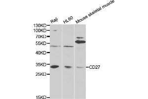 Western blot analysis of extracts of various cell lines, using CD27 antibody (ABIN5971005) at 1/1000 dilution. (CD27 anticorps)