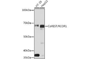 Western blot analysis of extracts of various cell lines, using CoREST/RCOR1 Rabbit mAb (ABIN7269920) at 1:1000 dilution. (CoREST anticorps)