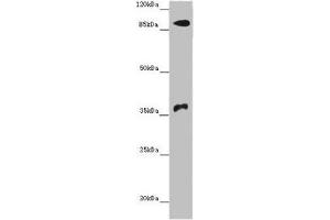 Western blot All lanes: DNMT3B antibody at 14 μg/mL + Hela whole cell lysate Secondary Goat polyclonal to rabbit IgG at 1/10000 dilution Predicted band size: 96, 94, 87, 81, 89, 95, 78, 82 kDa Observed band size: 96, 37 kDa (DNMT3B anticorps  (AA 1-100))