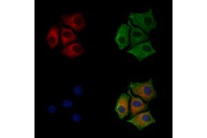 ABIN6255414 and ABIN6267211 staining HepG2 cells(30 min of 4uM Forskolin treatment) by IF/ICC.