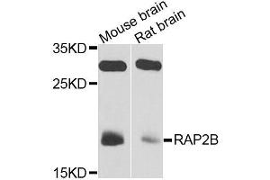 Western blot analysis of extracts of various cell lines, using RAP2B antibody (ABIN5972229) at 1/1000 dilution. (RAP2B anticorps)