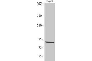Western Blotting (WB) image for anti-Pyridoxal-Dependent Decarboxylase Domain Containing 1 (PDXDC1) (C-Term) antibody (ABIN3180258) (PDXDC1 anticorps  (C-Term))