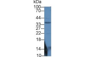 Western blot analysis of Mouse Pancreas lysate, using Human Smad6 Antibody (2 µg/ml) and HRP-conjugated Goat Anti-Rabbit antibody (