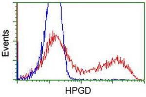 Image no. 3 for anti-Hydroxyprostaglandin Dehydrogenase 15-(NAD) (HPGD) antibody (ABIN1496362) (HPGD anticorps)