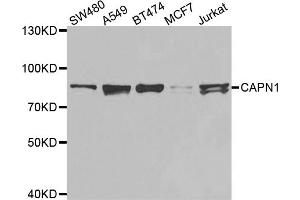 Western blot analysis of extracts of various cell lines, using CAPN1 antibody. (CAPNL1 anticorps)