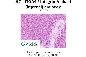 Image no. 1 for anti-Integrin alpha 4 (ITGA4) (Internal Region) antibody (ABIN1736071) (ITGA4 anticorps  (Internal Region))